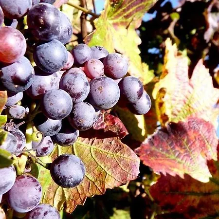 Fecske Vendeghaz 公寓