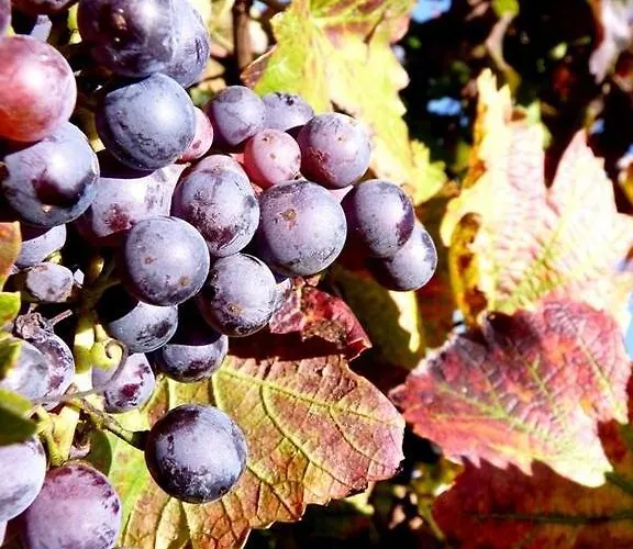 Fecske Vendeghaz Apartmán